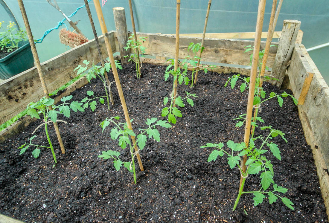 Как правильно посадить помидоры в открытый. Высаживание рассады томатов. Подвязка рассады помидор в теплице. Подвязать помидоры рассаду. Помидоры рассада подвязывание.