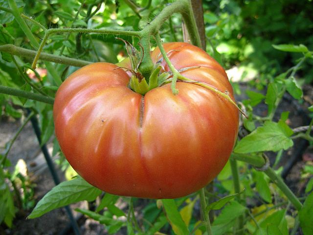 vyrashhivanie tomatov iz pasynkov 2