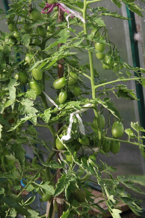 Индетерминантные и детерминантные виды томатов
