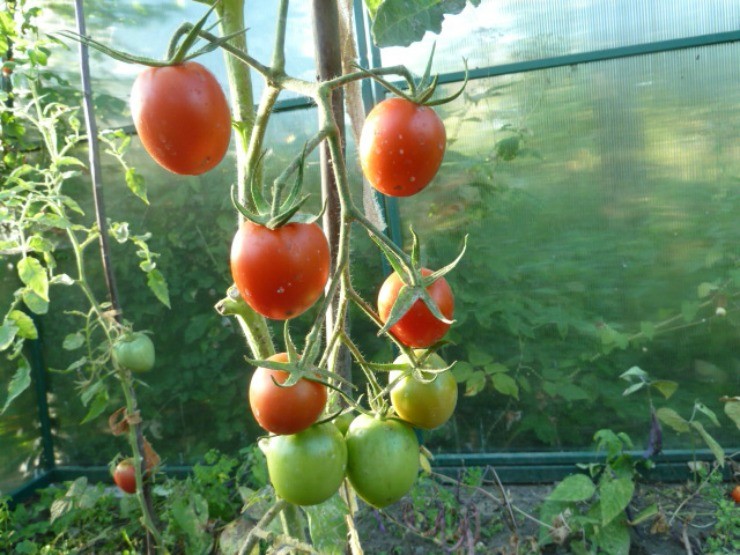 tomaty De Barao 2