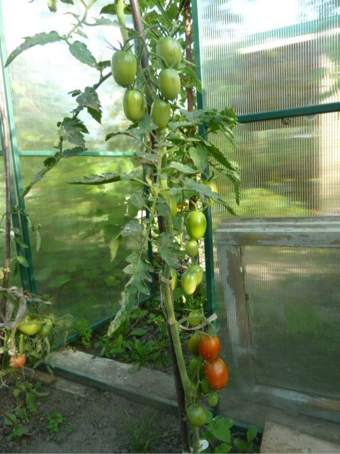 tomaty De Barao 3