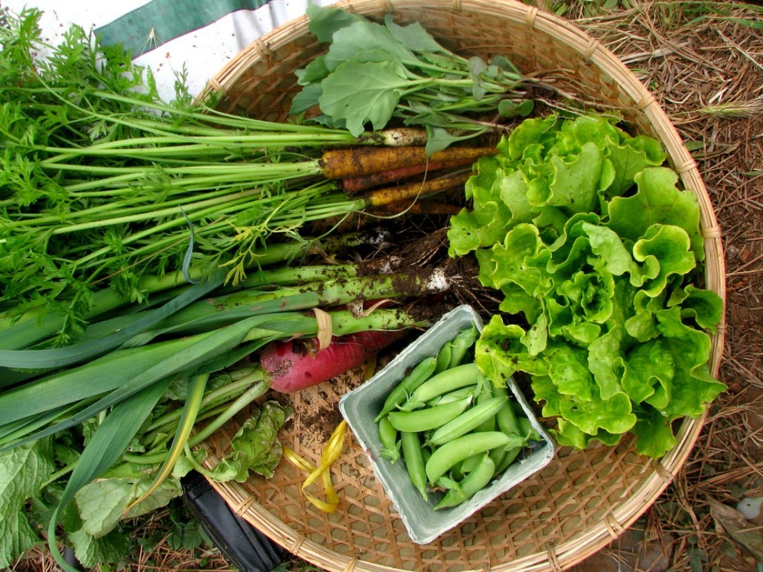 Подзимний посев: получите ранние овощи уже весной!