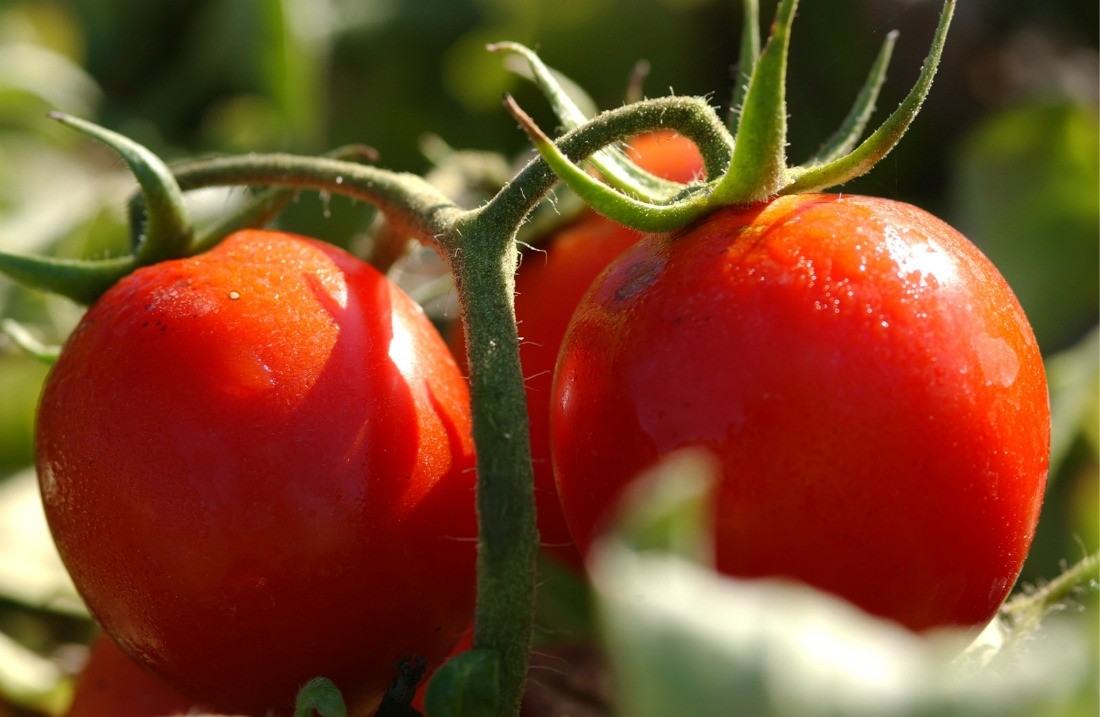 семена томатов получение