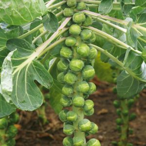 выращивание рассады брюссельской капусты