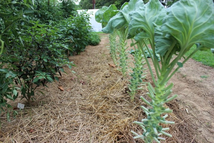 Выращивание брюссельской капусты от посадки до уборки урожая