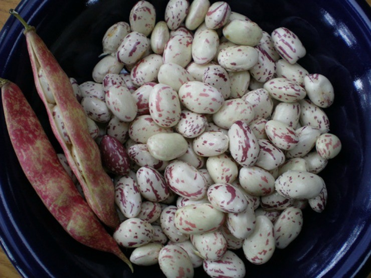 Как выращивать вьющуюся фасоль в открытом грунте?