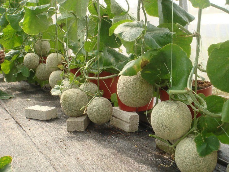 Выращивание дыни на подоконнике: выбор сорта и правила ухода