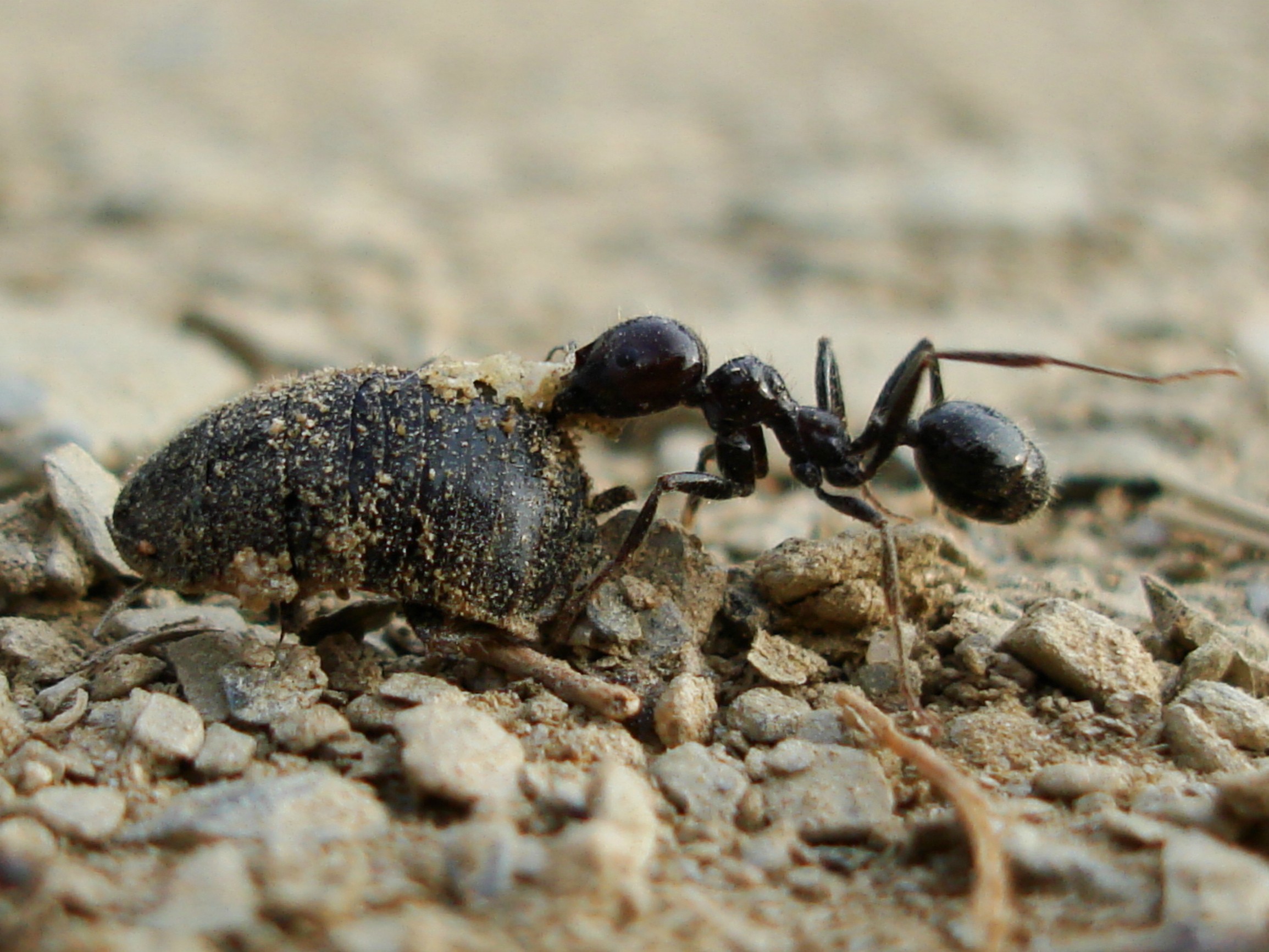 Садовые муравьи народные средства. Муравей. Крупные муравьи на участке. Муравейник в огороде. Большие муравьи на дачном участке.