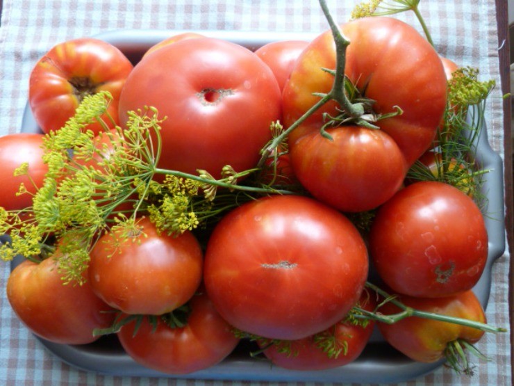 урожай томатов