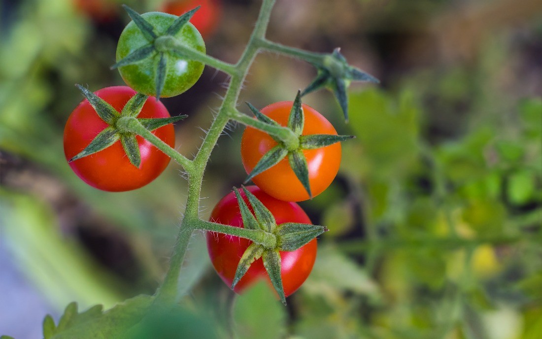 Самые урожайные и компактные штамбовые сорта томатов