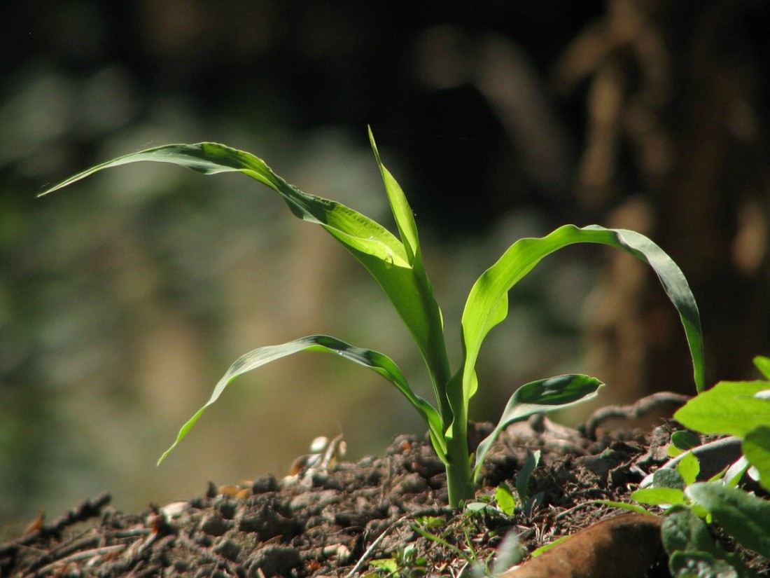 Как вырастить рассаду сахарной кукурузы на даче