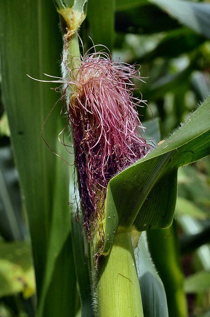 Как вырастить рассаду сахарной кукурузы на даче