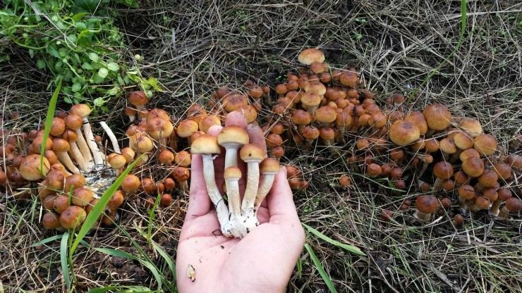 урожай грибов