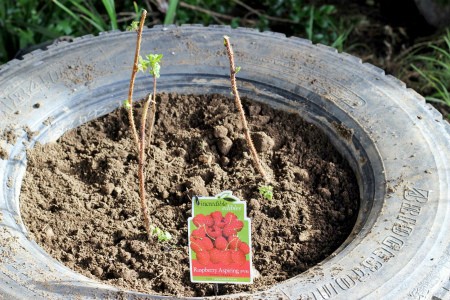 Как выращивать малину в покрышках: особенности технологии