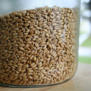 Как прорастить пшеницу на подоконнике