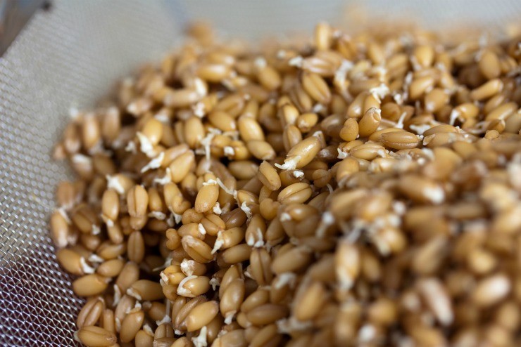 Как выращивать зародыши пшеницы в домашних условиях?