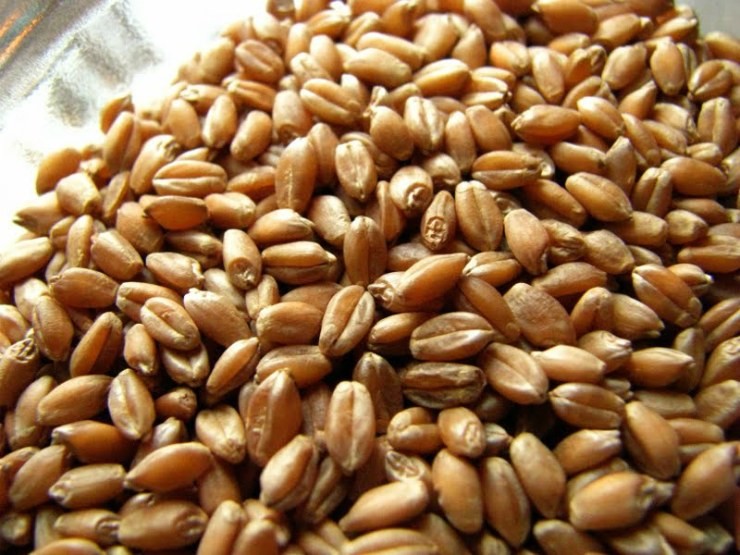 Как выращивать пшеницу в домашних?