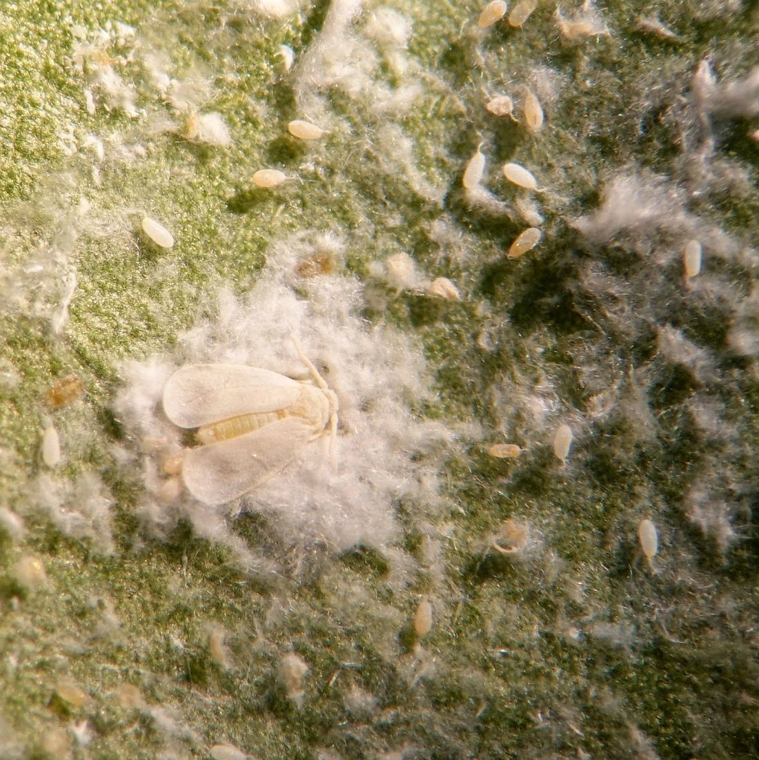 Личинки белокрылки в земле фото и описание