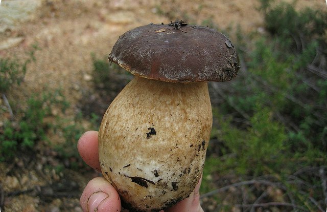 белый гриб в руке