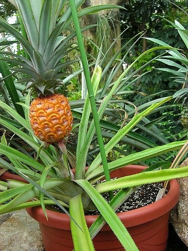 Комнатный ананас