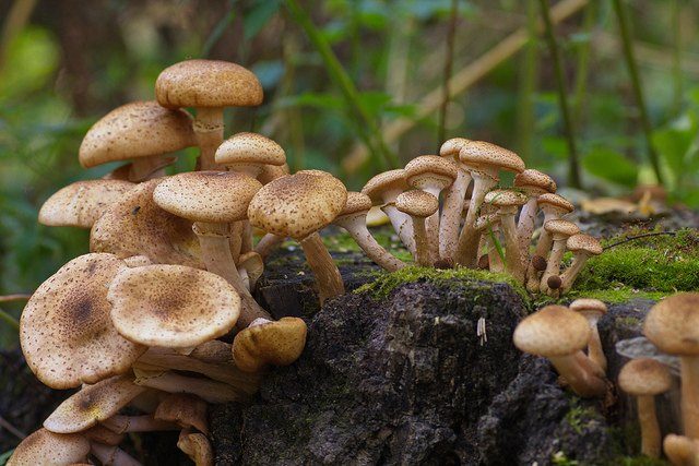 Как выращивать грибы в домашних условиях на пеньках?