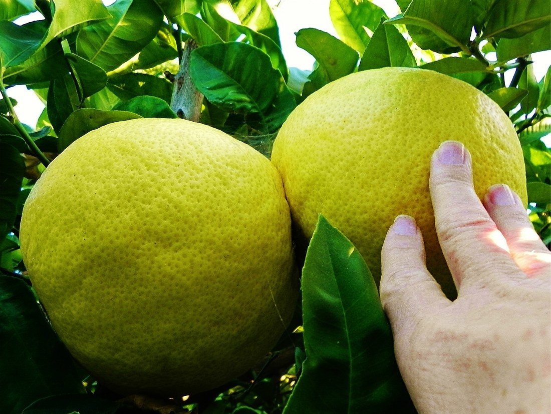 Обрезка и уход лимона в домашних условиях как прищипывать формирование кроны