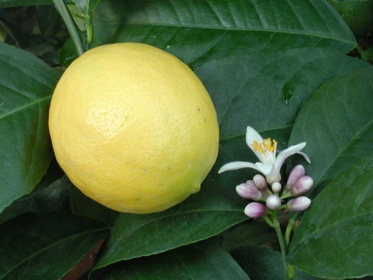 плод лимона