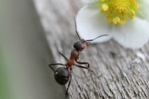 борьба с муравьями на участке
