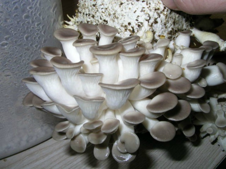 Выращиваем грибы в домашних условиях вешенки