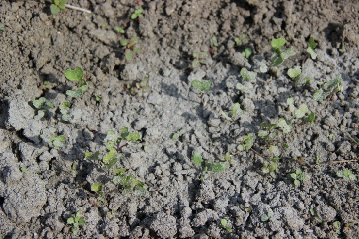 Главными процедурами в процессе выращивания и ухода за капустой брокколи в открытой почве являются полив и прополка. Как правило, растение нуждается в увлажнении почвы 1 раз в неделю, но при засухе и жаре, количество поливов увеличивают. Поливать открытый грунт нужно умеренно, не превращая его в болото.