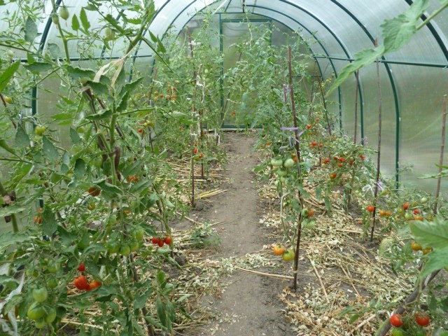 Как правильно выбрать сидераты для томатов весной