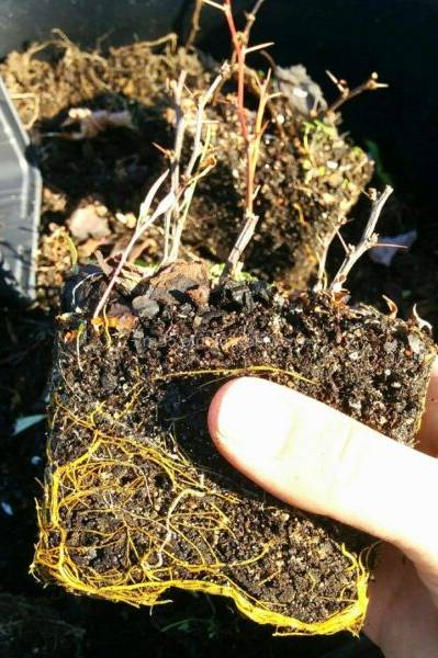 черенки барбариса с корнями