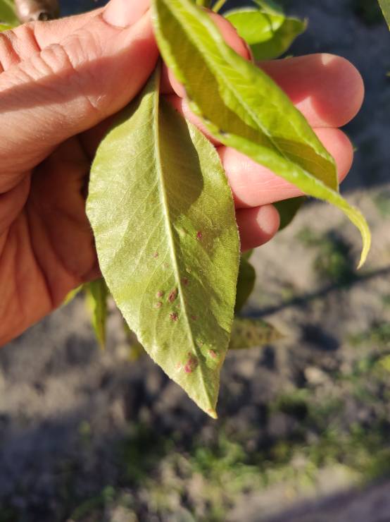 Ржавчина груши: чем лечить листья, обработка весной и летом