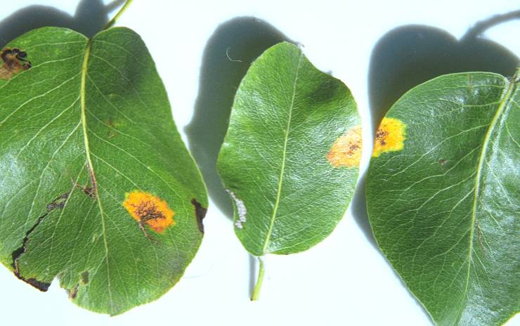 Ржавчина груши: чем лечить листья, обработка весной и летом