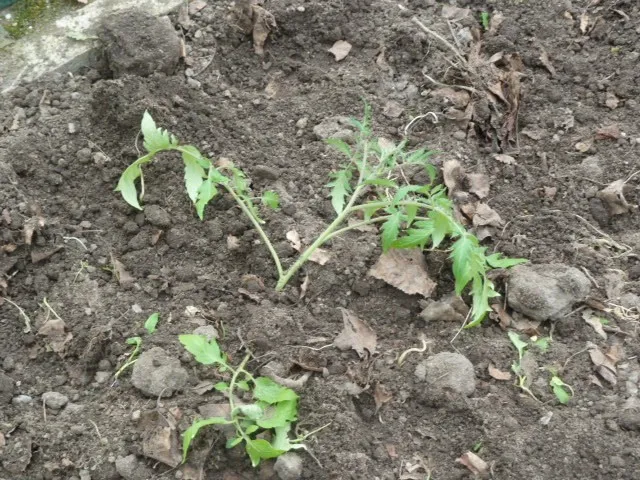 высадка рассады томатов на грядку
