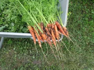 как экономно посеять морковь