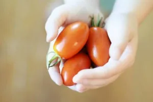 лежкие сорта томатов
