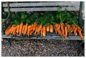 подготовка грядки под морковь