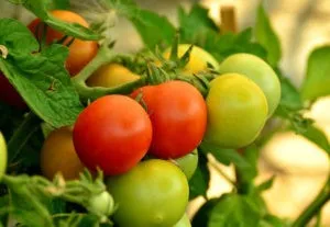июньский урожай томатов в открытом грунте