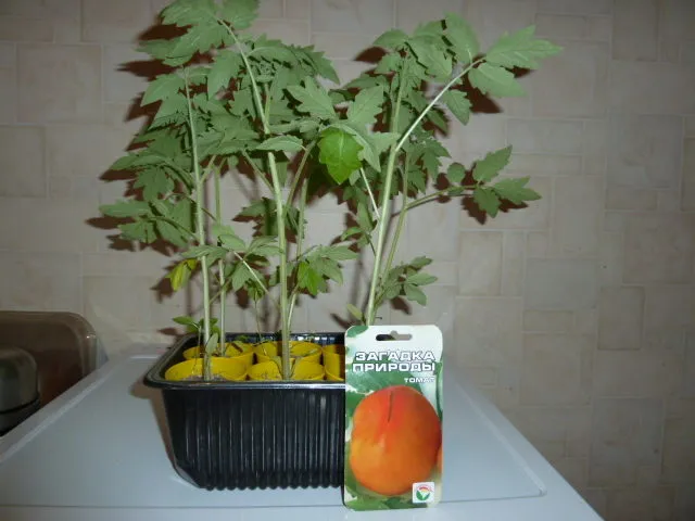 время посева томатов на рассаду