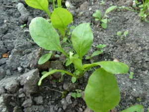 выращивание шпината
