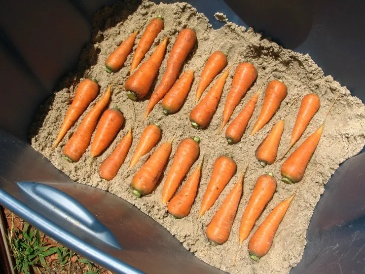 хранение моркови в песке