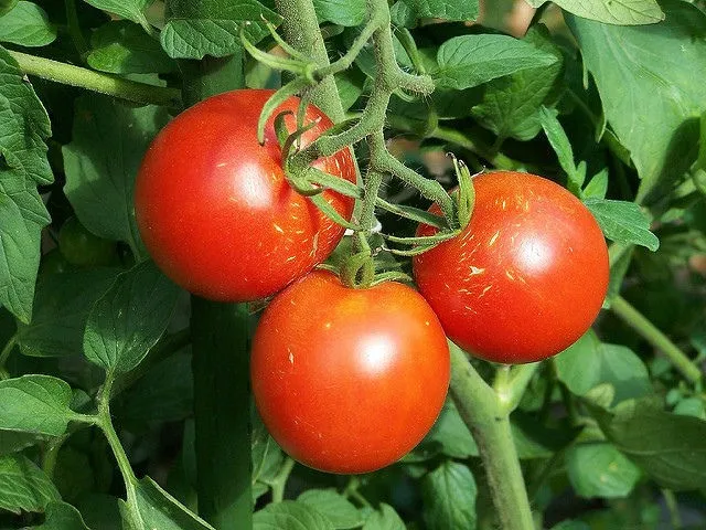 плоды томатов на ветке