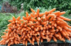 уход за морковью 