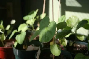 выращивание рассады баклажанов