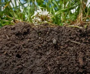 как можно улучшить плодородие почвы