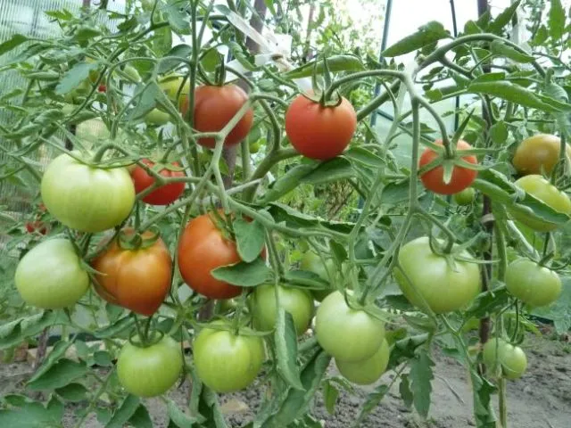 томаты Верлиока в теплице