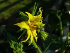махровый цветок у томата
