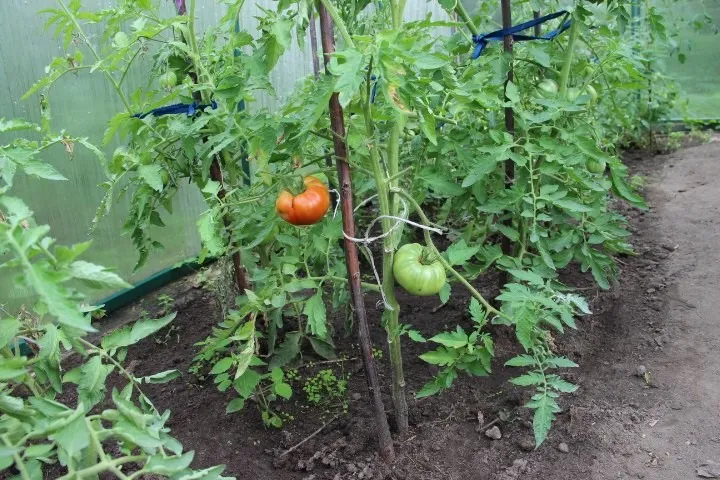 как удалять листья у томатов