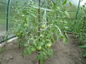 ранние томаты